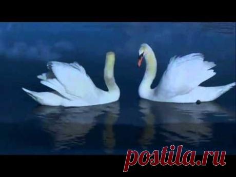 Tristeria - Dream of You - YouTube