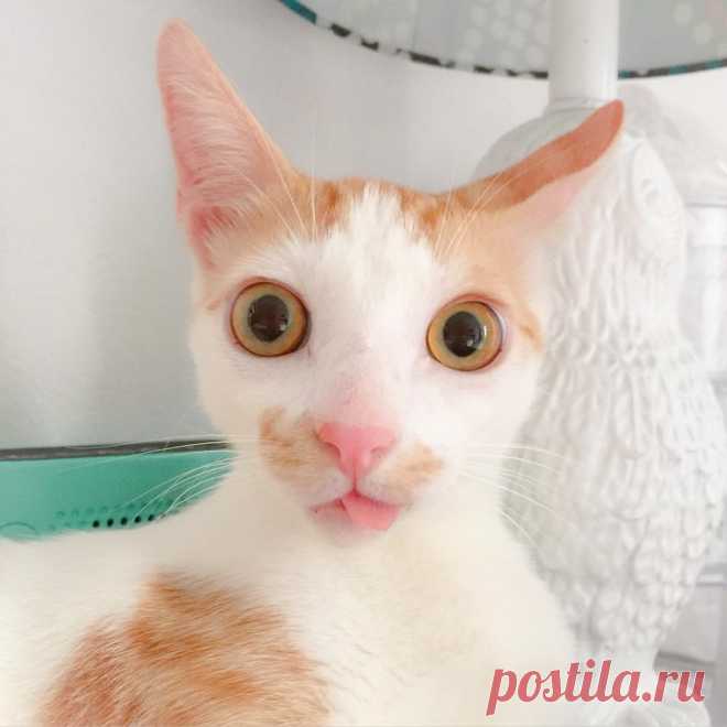 Ветеринар хотел усыпить его, но любовь и забота в который раз сотворили чудо!