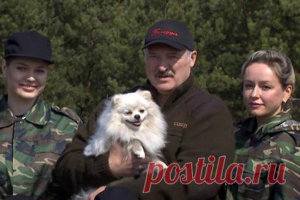 В России заметили перемены в ближайшем окружении Лукашенко. У президента Белоруссии Александра Лукашенко сменился компаньон, который всегда сопровождал его в рабочих поездках. Ранее на публику с главой государства выходил его младший сын Николай, однако теперь на мероприятиях вместе с президентом все чаще начал появляться его белый шпиц по кличке Умка.