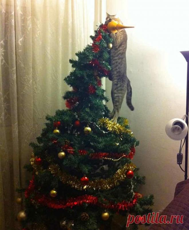 Свежая Новогодняя подборка смешных котиков, которая точно Вас развеселит (14 фото). Часть 2 | Забавный Бим | Яндекс Дзен