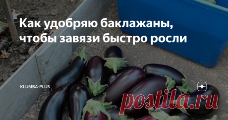 Как удобряю баклажаны, чтобы завязи быстро росли Баклажаны – наши любимые овощи, мы их можем жарить, запекать, мариновать хоть каждый день, они никогда не надоедают. Чтобы получить хороший урожай на своей грядке, нужно знать все секреты этой культуры. У баклажанов и огурцов есть общие правила и требования по выращиванию, я это заметила давно. Первое — это температура, баклажаны и огурцы любят тепло. Когда жаркая погода завязи у огурцов и баклажанов быстро растут, при прави...