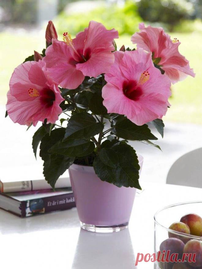 10 комнатных растений, притягивающих любовь и благополучие в семье