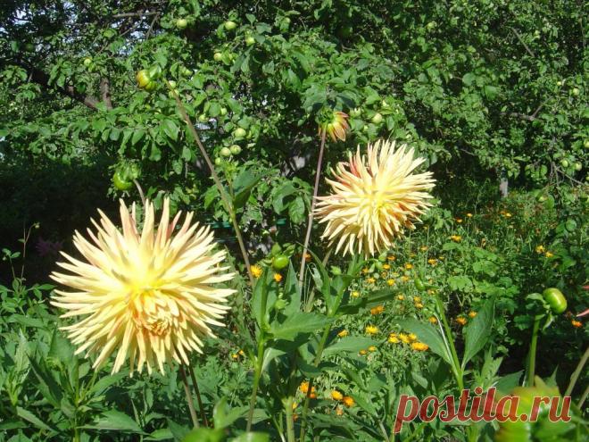 Болезни георгины и меры борьбы с ними... Георгина многолетняя – травянистое растение из семейства Сложноцветных, не зимующее в грунте, не переносящее понижение температуры ниже нуля. Имеет полые хорошо...