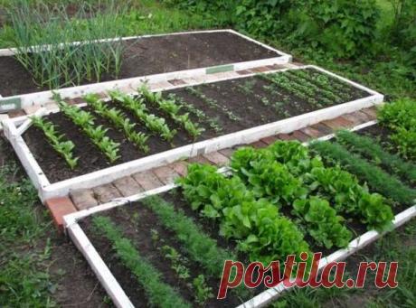 Огород для ленивых и умных: как сделать удобные и урожайные грядки
