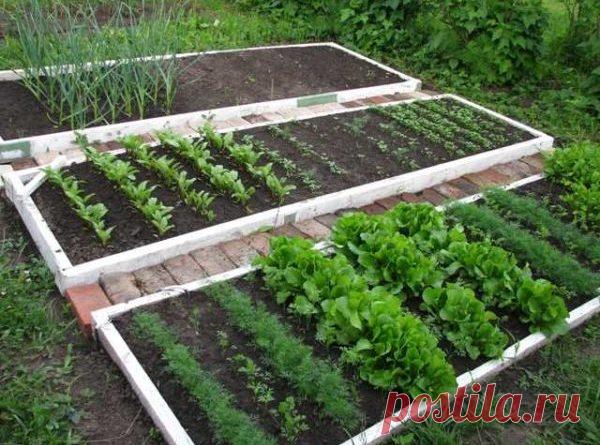 Огород для ленивых и умных: как сделать удобные и урожайные грядки