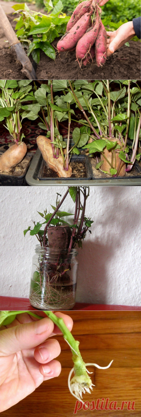 Сладкий картофель батат как выращивать в Подмосковье и Сибири