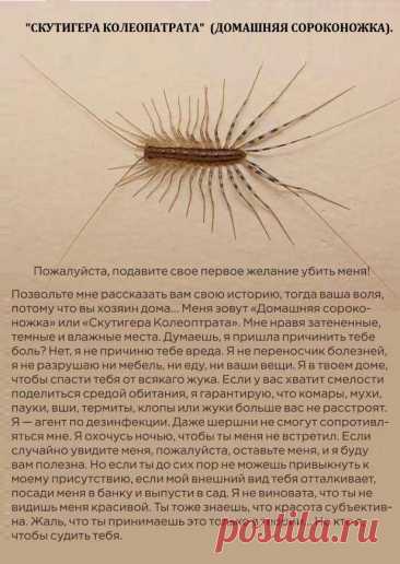 Домашнее