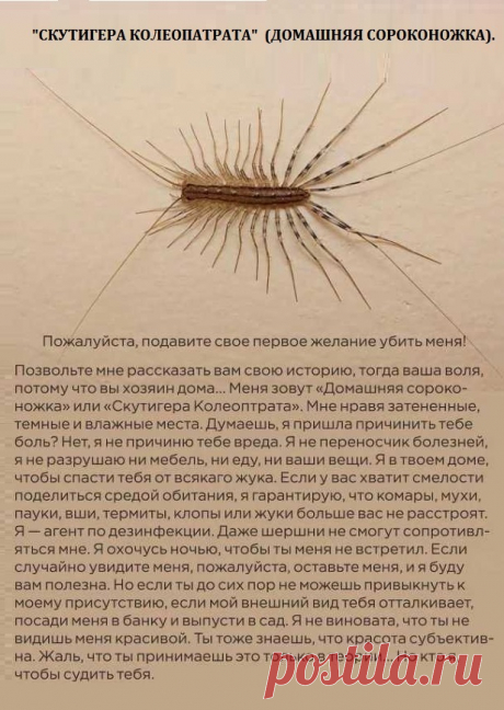 &quot;СКУТИГЕРА КОЛЕОПАТРАТА&quot;  (ДОМАШНЯЯ СОРОКОНОЖКА).