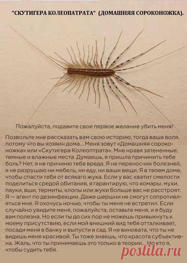 "СКУТИГЕРА КОЛЕОПАТРАТА"  (ДОМАШНЯЯ СОРОКОНОЖКА).