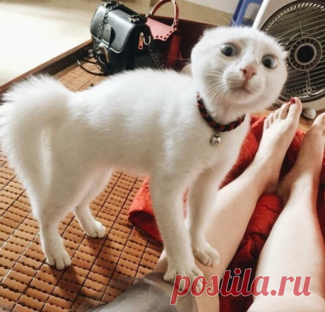 ЕЩЁ КОТЭ | KotoMail.ru