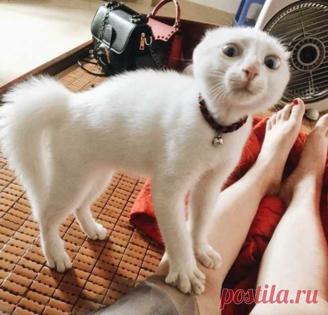 ЕЩЁ КОТЭ | KotoMail.ru