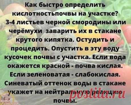 Плохо все растёт на даче. Может причина в почве?