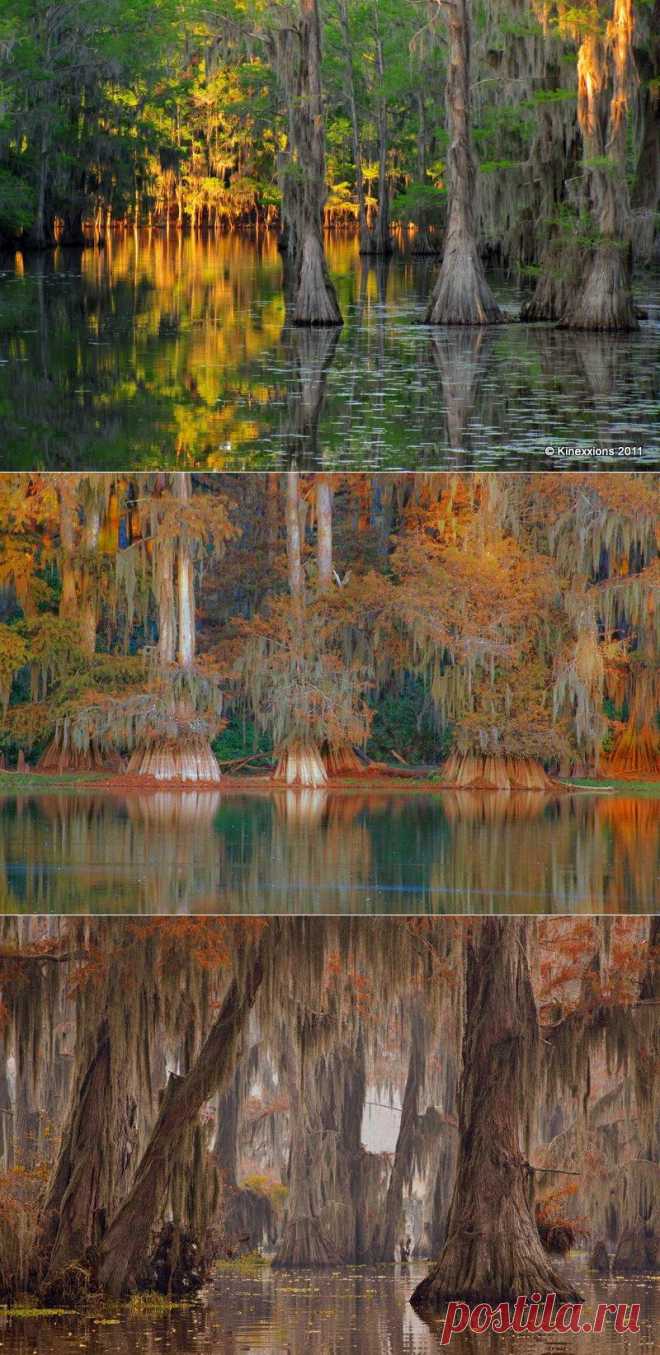 Невероятные кипарисы  Каддо | Newpix.ru - позитивный интернет-журнал