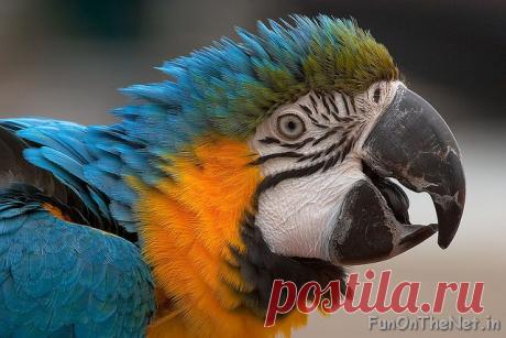 10 Wildlife Species You Must See Before They Disappear - FunOnTheNet