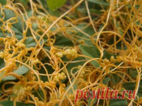 Повилика: растение-паразит Повилика (Cuscuta) – относится опасным видам сорняка, способных причинить огромный вред культурным растениям, произрастающим на огороде. Если раньше в семейство Повиликовых включали только один вид эт...