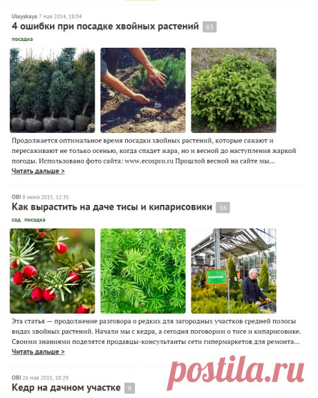 Хвойные: особенности посадки и ухода за хвойными растениями