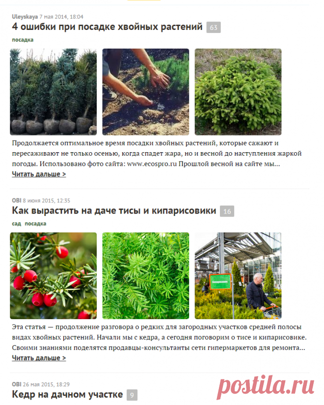 Хвойные: особенности посадки и ухода за хвойными растениями