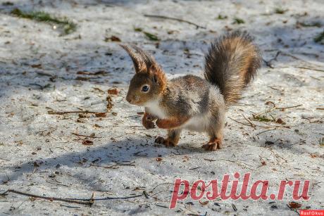 Фото: А вот и я!. Фотолюбитель Владимир Титов. Фото животных. Фотосайт Расфокус.ру
