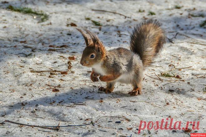 Фото: А вот и я!. Фотолюбитель Владимир Титов. Фото животных. Фотосайт Расфокус.ру