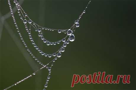 David Chambon photographie - MACRO