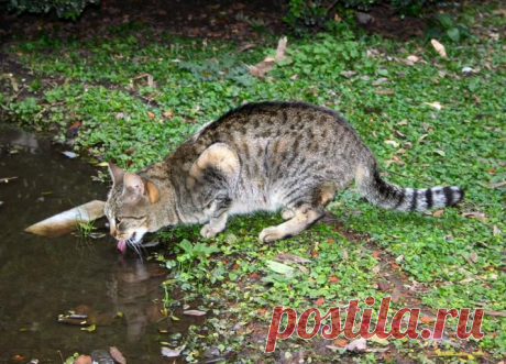 Жизнь домашних кошек