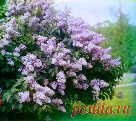 (1) Одноклассники