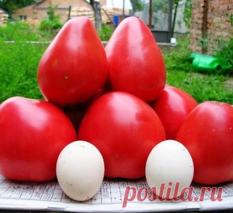 Ценный экземпляр среди томатов — Чудо земли