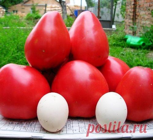 Ценный экземпляр среди томатов — Чудо земли