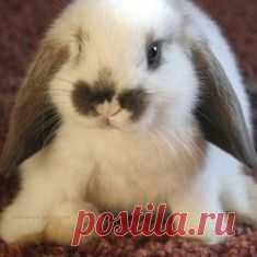 Как летают скаты. Потрясающее видео / Surfingbird - мы делаем интернет лучше