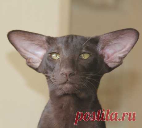 Васо Котидзе)