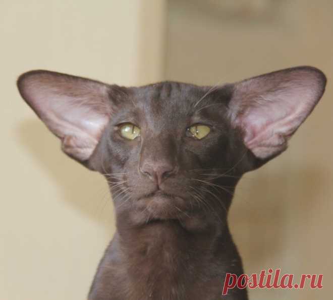 Васо Котидзе)