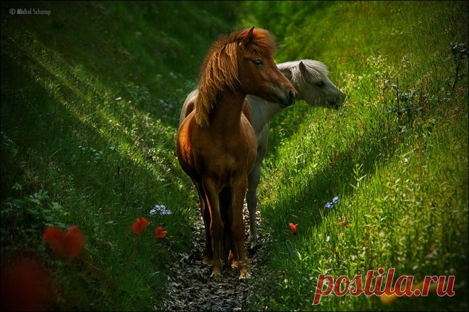 500px / Роман Мишеля Schamp