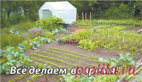 Этой троицей препаратов я опрыскиваю абсолютно всё, включая и себя! В от уже и лето красное на пороге. На грядках цветут, растут, завязываются помидоры, перцы, баклажаны, капуста, ягоды&hellip; Всё радует глаз. Но вот прошёл дождик или припекло солнышко, и что-то начинает вянуть, желтеть, чернеть, и пропадает настроение у огородников. Начинается ропот то...