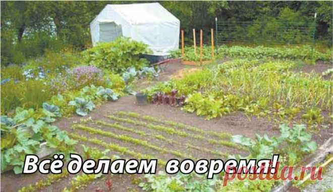 Этой троицей препаратов я опрыскиваю абсолютно всё, включая и себя! В от уже и лето красное на пороге. На грядках цветут, растут, завязываются помидоры, перцы, баклажаны, капуста, ягоды… Всё радует глаз. Но вот прошёл дождик или припекло солнышко, и что-то начинает вянуть, желтеть, чернеть, и пропадает настроение у огородников. Начинается ропот то...
