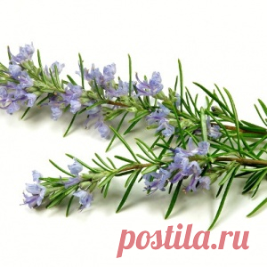 Применение розмарина в медицине и косметологии - МирТесен