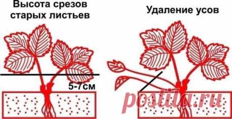 (4) Одноклассники