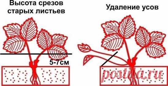 (4) Одноклассники