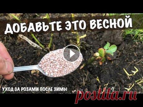 Уход за РОЗАМИ весной. Добавьте это в апреле мае для пышного цветения роз! / Распаковка после зимы Уход за розами весной. Распаковка роз после зимы. Смотрим как пережили разные сорта. Этой зимой температура у нас опускалась до -25 гр. Почти все розы...
