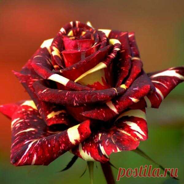 Egrow 30шт Abracadabra China Rose Семена DIY Home Сад Декор