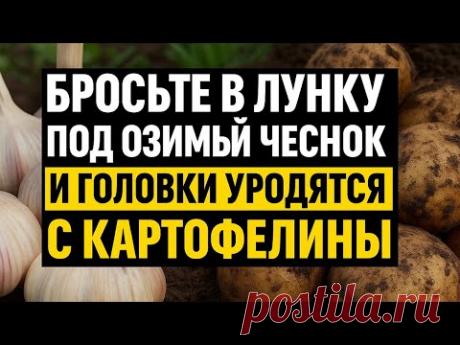 Как вырастить озимый чеснок с головкой с картофелину: секрет посадки и ухода
