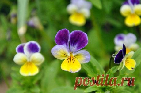 Фиалка, которая исцеляет