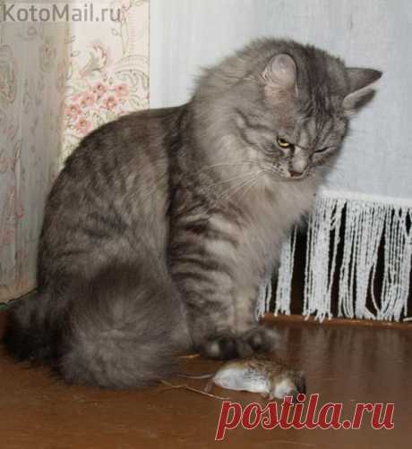 Хвастунишка