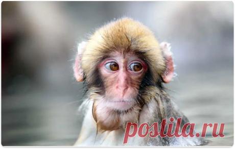 НЕЧЕЛОВЕЧЕСКИЙ ВЗГЛЯД