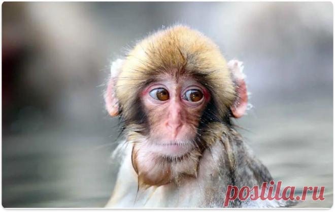 НЕЧЕЛОВЕЧЕСКИЙ ВЗГЛЯД