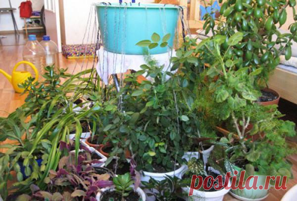 Капельный полив своими руками