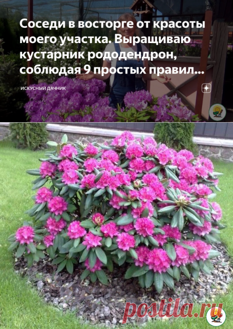 Соседи в восторге от красоты моего участка. Выращиваю кустарник рододендрон, соблюдая 9 простых правил выращивания | Искусный дачник | Яндекс Дзен
