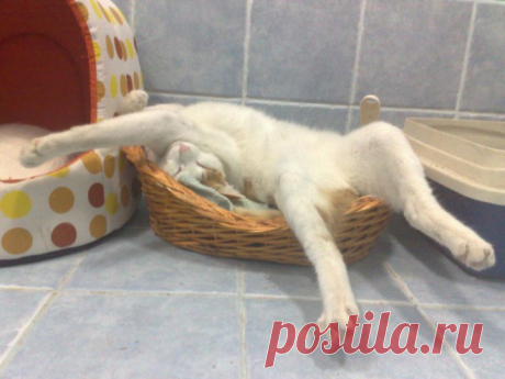 Кошки, которые расслабились по самое не могу…