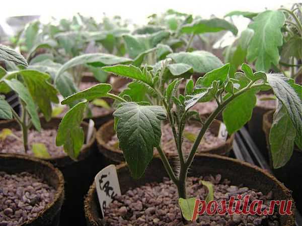 Выращивание рассады томатов: часть 1