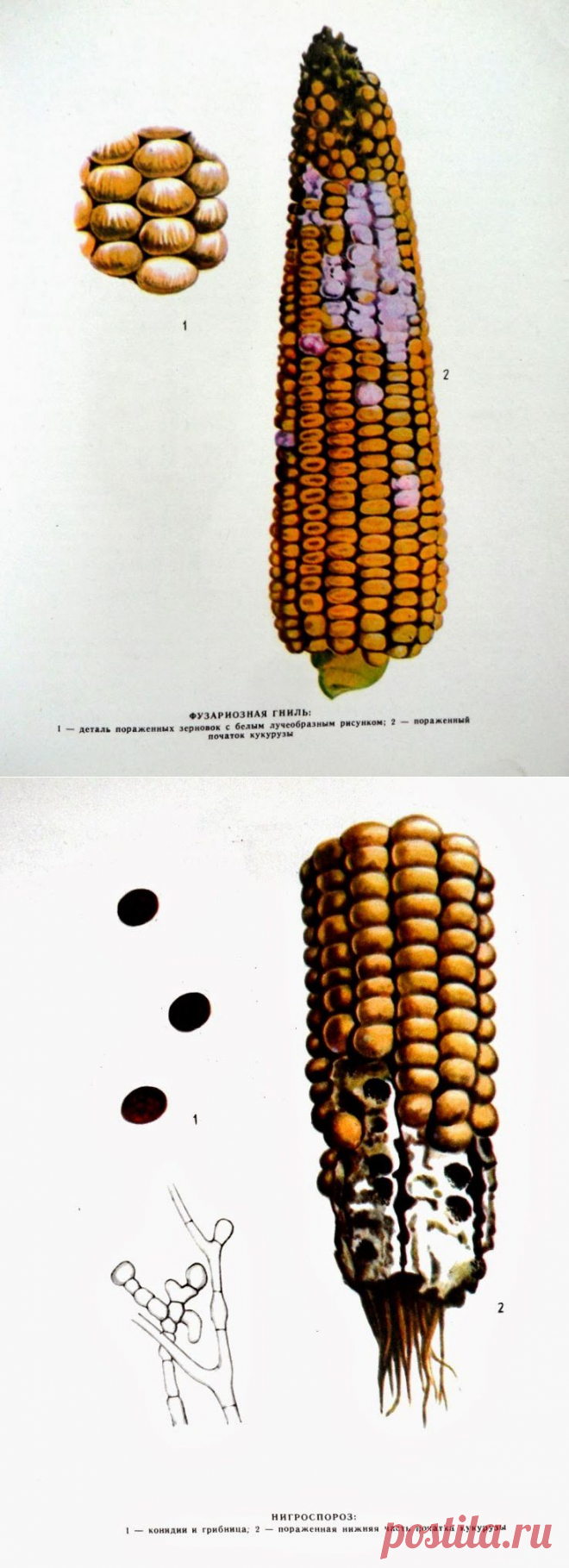 Вкусный Огород: Болезни початков кукурузы

Болезнь проявляется в виде сухой гнили початков, стеблей и зерновок. На пораженном початке образуется розоватый или белый налет. Зерновки теряют блеск, приобретают ярко-розовый цвет, на их поверхности могут быть трещины.