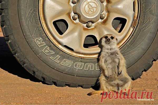 А автосервис как всегда задерживается...